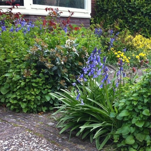 [A9002] Spanisches Hasenglöckchen - Hyacinthoïdes Hisp. Blau - BIO