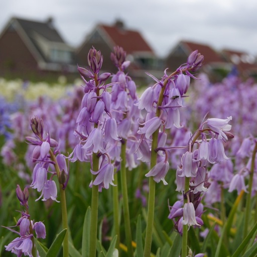 [A9004] Spanisches Hasenglöckchen - Hyacinthoïdes Hisp. Rosa - BIO