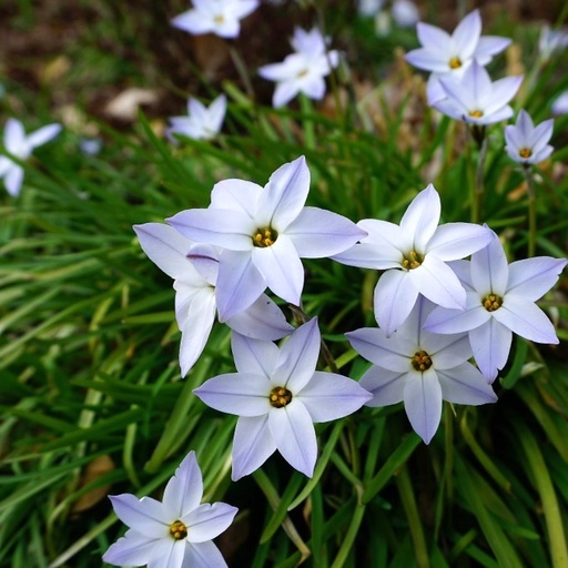 [A9011] Frühlingsstern - Ipheion Uniflorum - BIO