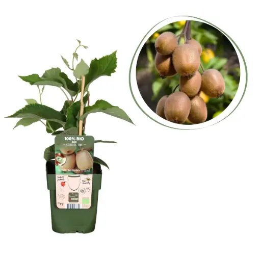 [F1009] Kiwi Jenny Strauch - BIO