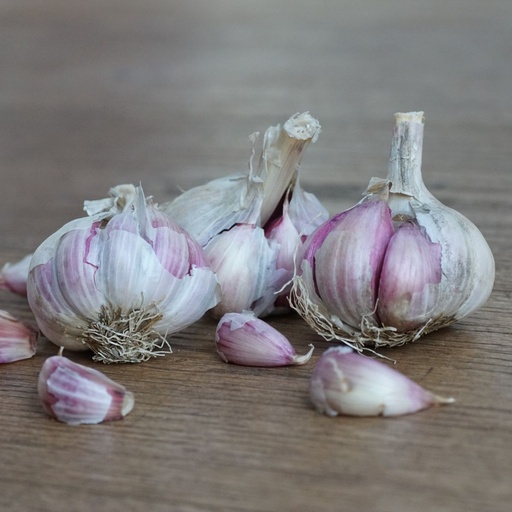[A9060] Knoblauch Morado - BIO 