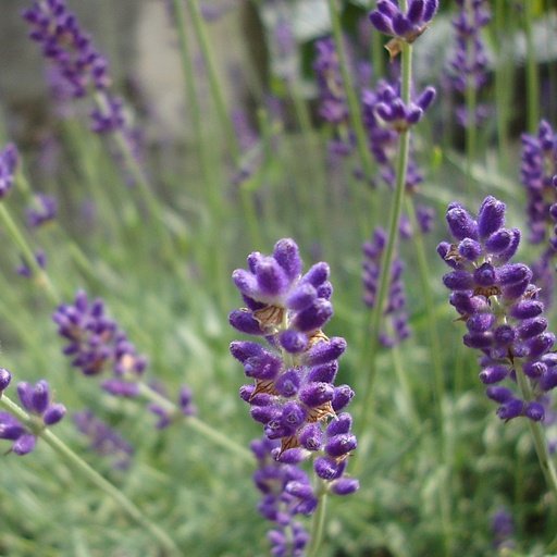 [X8020] Echter lavendel - Lavandula angustifolia Hidcote - BIO