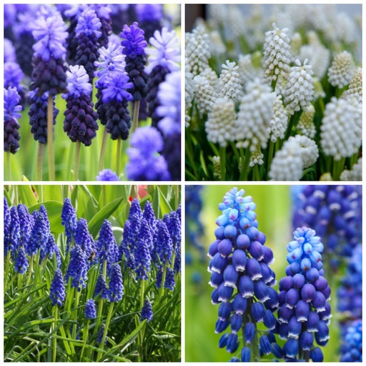 [A9035] Traubenhyazinthen - Muscari Mischung Blau-Weiß - BIO
