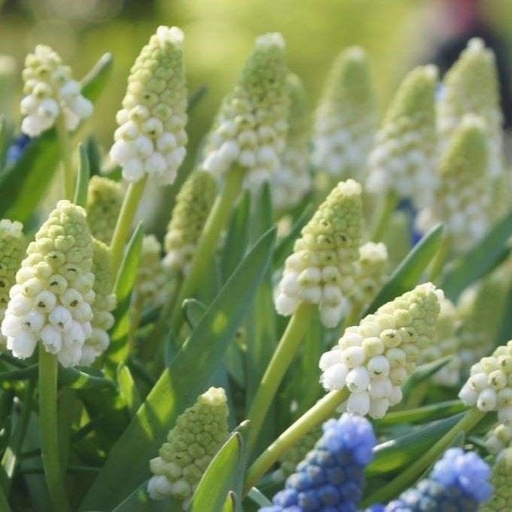 [A9063] Traubenhyazinthe - Muscari White Magic - BIO
