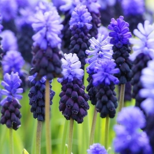 [A9023] Traubenhyazinthe - Muscari Latifolium - BIO 