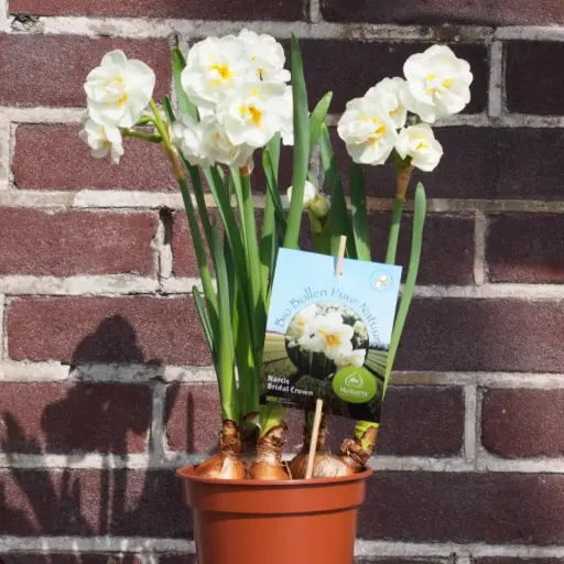 [P1006] Narcis Bridal Crown op pot - BIO