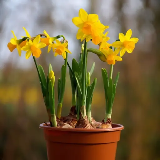 [P1002] Narzisse Tete-a-Tete im Topf - BIO