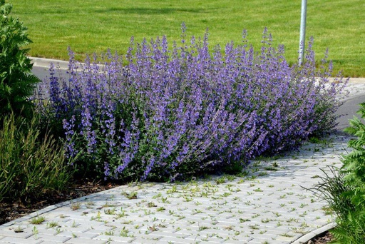 [B8025] Katzenminze - Nepeta Walkers Low - BIO