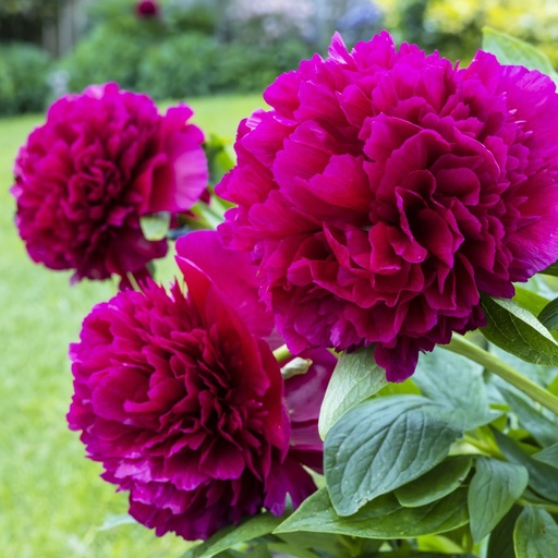 [X8055] Paeonia Karl Rosenfield - BIO