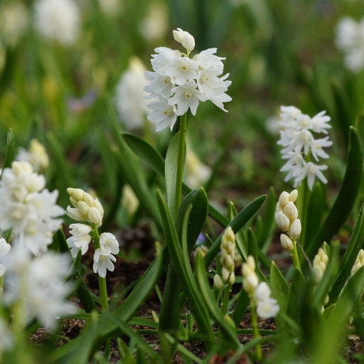 [A9043] Puschkinia Libanotica Alba - Weiße Kegelblume - BIO