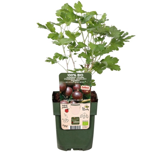 [F1003] Rode kruisbes struik - BIO