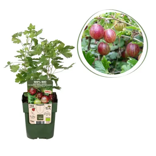 [F1003] Rote Stachelbeere - BIO