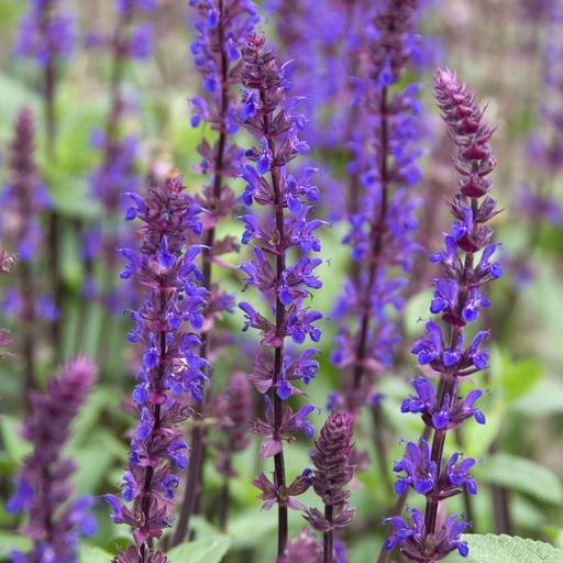 [B8061] Steppensalbei - Salvia Caradonna - BIO