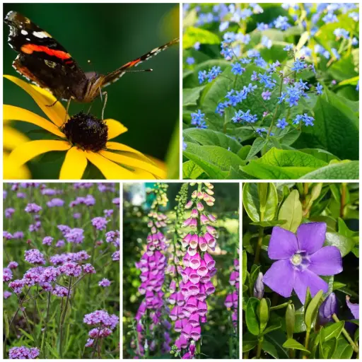 [X8902] Pflanzen für den Schattengarten - BIO
