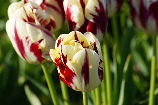 [A1077] Tulipa Grand Perfection - BIO