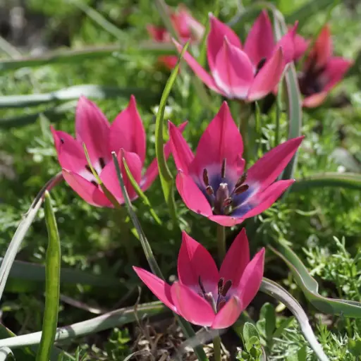 [A1026] Tulipa Little Beauty - BIO