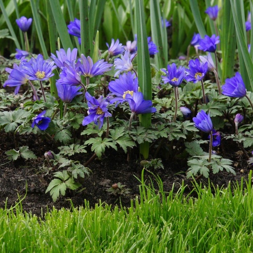 [A9045] Anemone Blanda - Balkan Windröschen -- BIO