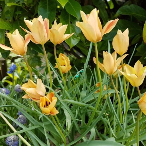 [A1075] Tulipa Batalinii Bronze Charm - BIO
