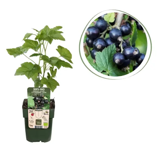 [F1011] Black Currant Shrub - ORG